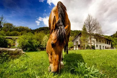 a brown horse grazing in a field of grass at Agritur Artemisia in Tesero
