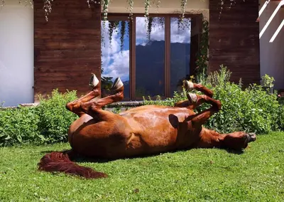 a horse laying on its back on the grass at Agritur Artemisia in Tesero