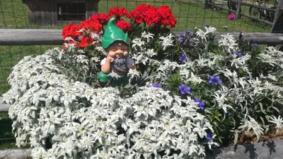 a young child sitting in a flower bed of flowers at Casa Erica - Carano in Carano