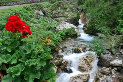 a stream with a red flower next to a waterfall at Residence Rosental in Alleghe