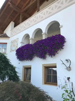 a white building with purple flowers on it at Ferienwohnungen Günzelgut in Lana