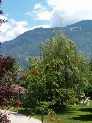 a tree with red flowers in a yard with mountains at Ferienwohnungen Günzelgut in Lana