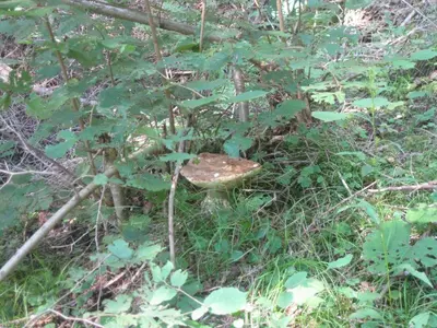 a stump in the middle of a field of plants at Silvano Fanti in Rumo