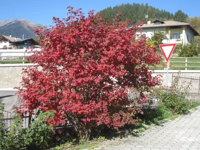 a bush with red flowers on the side of a fence at Silvano Fanti in Rumo