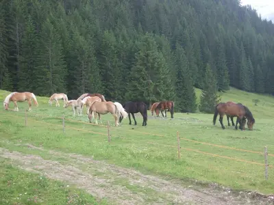 a herd of horses grazing in a field at Apartements Precalalt in La Villa
