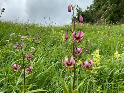 a field of tall grass with pink flowers at Tabià del Belli in Livinallongo del Col di Lana