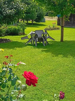a picnic table in a yard with a red rose at Una vacanza in Trentino da ricordare in Mezzano