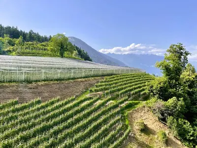 a field of vines with mountains in the background at Unterlechnerhof in Vollan