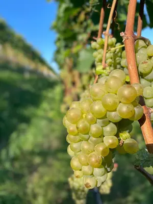 a bunch of green grapes hanging from a tree at Unterlechnerhof in Vollan