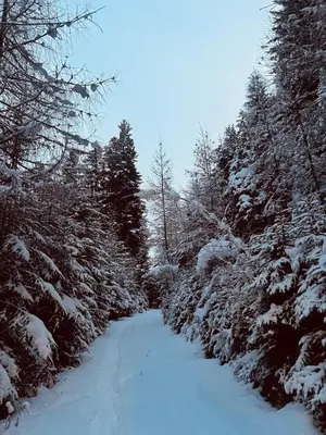 a snow covered path through a forest with trees at Chalet Tschattlhof Dolomites in Ponte Nova