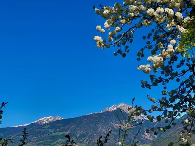 a tree with white flowers and mountains in the background at Appartement Primula - Haus Midi in Marlengo