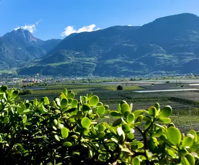 a green field with mountains in the background at Appartement Primula - Haus Midi in Marlengo