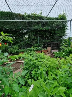 a garden with lots of green plants and a fence at Urlaub auf dem Bauernhof Schmidhof - große Terrasse, Pool und beste Lage in Caldaro