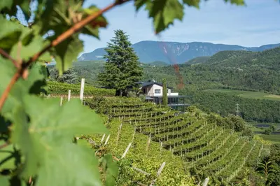 a vineyard in the mountains with a house on a hill at Villa Barleit in Caldaro