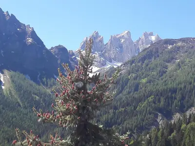 a tree in the middle of a mountain at Appartamento Madama in Falcade