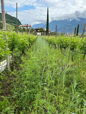 a field of plants with mountains in the background at Gfillhof Ferienwohnung 3 in Eppan an der Weinstrasse ST. Pauls
