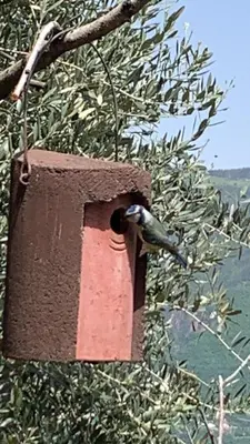 a bird is eating from a bird feeder on a tree at Gfillhof Ferienwohnung 3 in Eppan an der Weinstrasse ST. Pauls