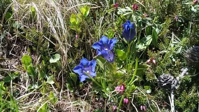 a group of blue flowers in the grass at Chalet Karin in Arabba