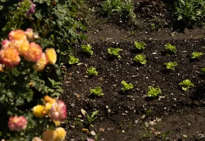 a group of plants in the dirt in a garden at Apartment Getzenbergerhof in Chienes