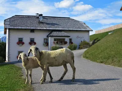 two sheep walking down a road in front of a house at Larjëi in San Cassiano