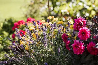 a bunch of colorful flowers in a garden at Platterhof in Avelengo