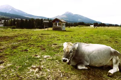 a white cow laying in a field of grass at NIDO SUL CERMIS Affittacamere in Varena