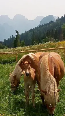 a cow and a calf standing in a field at B&B Sass de Mura in Fiera di Primiero
