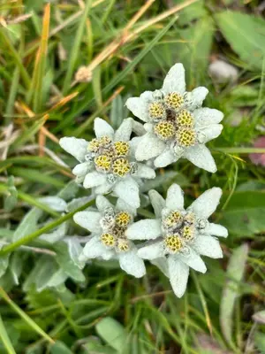 a group of white flowers in the grass at Apartments Praverd nelle Dolomiti in Santa Cristina in Val Gardena