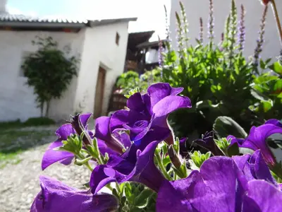 a group of purple flowers in a garden at Hofrichter in San Lorenzo di Sebato