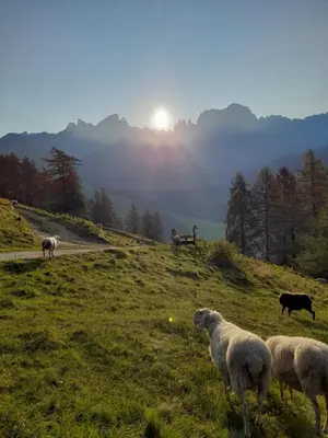 a group of sheep grazing on a grassy hill at Villa Andre in Tires