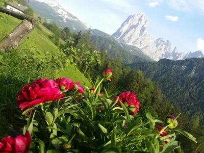 a bunch of pink flowers in front of a mountain at Apartments Somavia in Ortisei