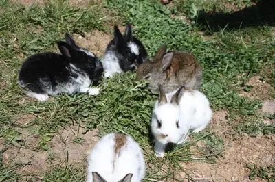 a group of rabbits laying in the grass at Ferienbauernhof Masunerhof in Fiè