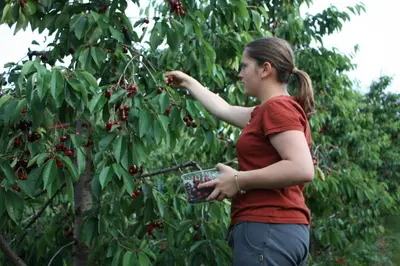 a woman is picking cherries from a tree at Ferienbauernhof Masunerhof in Fiè