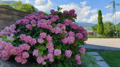 a bush of purple flowers next to a wall at Ferienwohnungen Koflerhof in Castelrotto