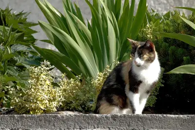 a cat sitting in front of some plants at Roanerhof in San Genesio Atesino