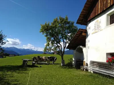 a group of cows standing in a field next to a building at Huberhof Abendsonne in Terento