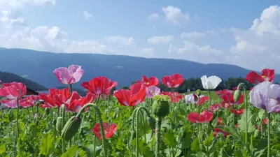 a field of red and white flowers with mountains in the background at Huberhof Abendsonne in Terento