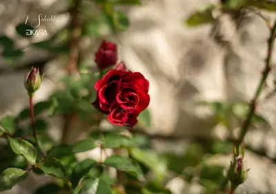 a red rose on a bush with green leaves at Al Soladif - Mansarda con vista in Cavalese