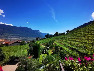 a vineyard on a hill with pink flowers at Ferienhof Franzelin in Termeno