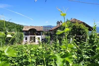 a house in the middle of a field of vines at Weingut Weidlhof - Suite & Breakfast - Vacation for wine lovers in Caldaro