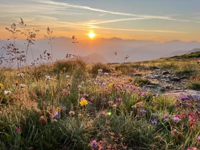 a field of flowers on a mountain at sunset at Apartments Broslhof in Racines