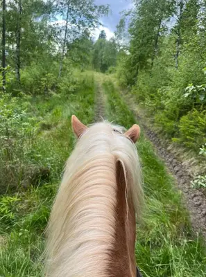 a horse is walking down a dirt road at Grasspeintenhof Reiterhof in Falzes
