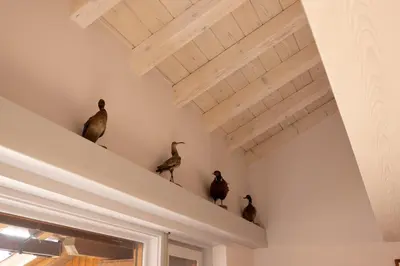a bunch of birds sitting on a shelf in a room at Casa Funivia, immersa nel verde e vicina al centro di Cortina in Cortina dʼAmpezzo