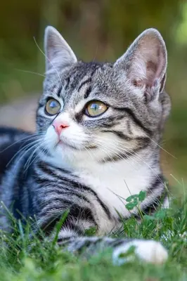 a gray and white cat laying in the grass at Hof Zerund in Castelrotto