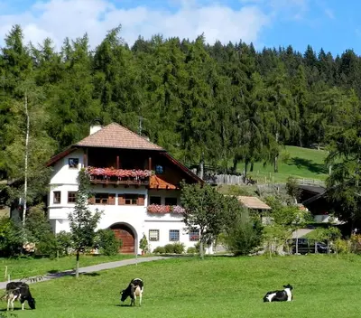 a house in a field with two cows in the grass at Laerchhof in Collalbo
