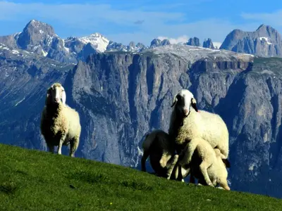a group of sheep standing on top of a hill at Laerchhof in Collalbo