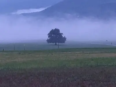 a tree in the middle of a field in the fog at Casa della Lavanda in Sarnonico