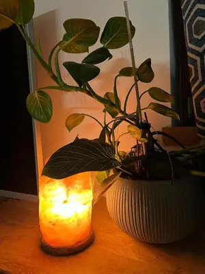 a vase with a plant in it on a table at Casa Carlotta Tesero-Relax and view in Tesero