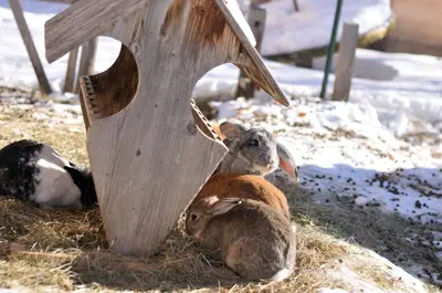 two rabbits laying in the grass next to a bird house at Sule Hof Agriturismo in Ortisei