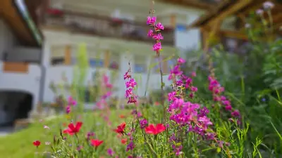 a field of pink flowers in front of a building at Pension Pepi - Apartments I Bed - Breakfast in Perca